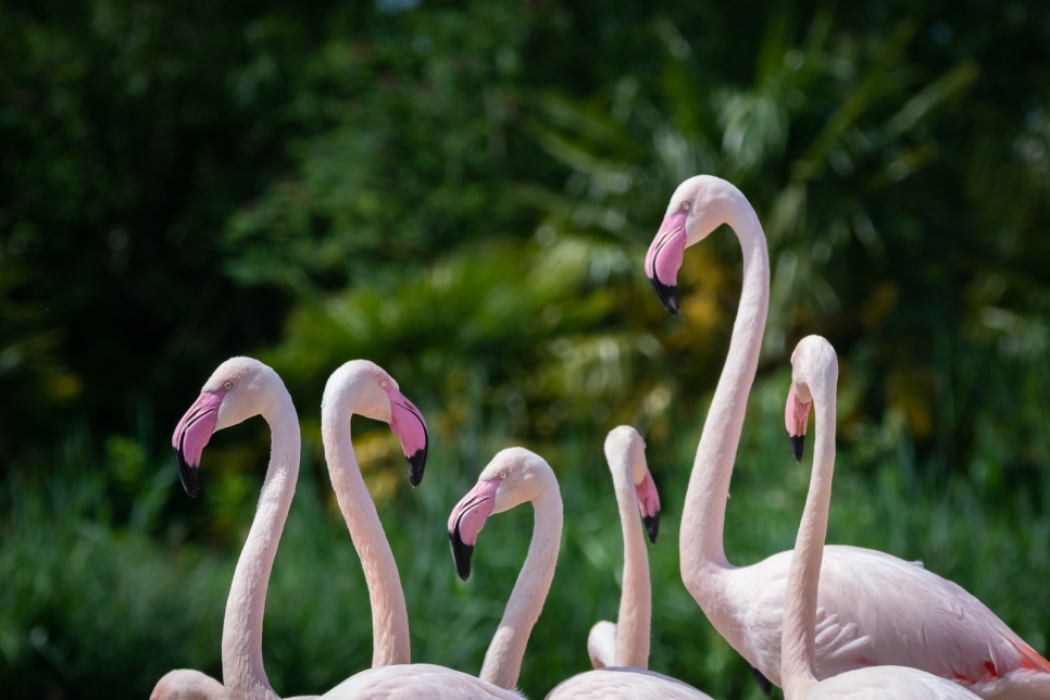 Goodbye to our Greater Flamingos 